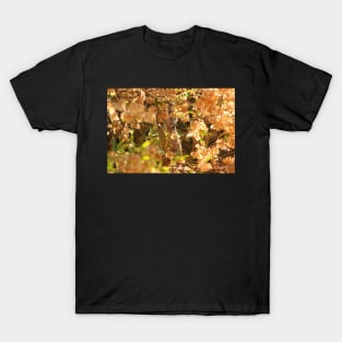 Do not Disturb - Squirrel Eating Seeds T-Shirt